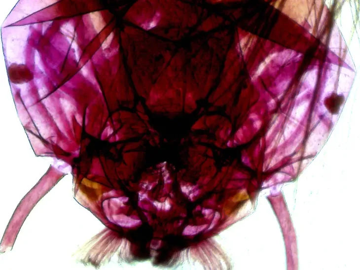 mikroskop-delta-optical-biolight-300-stan-nowy-waga-z-opakowaniem-2-31-kg