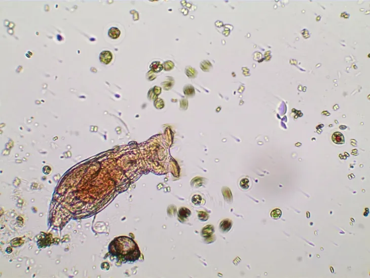 mikroskop-delta-optical-biolight-300-stan-nowy-kod-producenta-do-3330