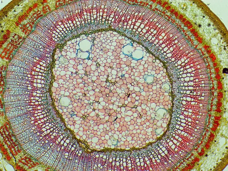 mikroskop-delta-optical-biolight-300-stan-nowy-typ-mikroskopu-optyczny