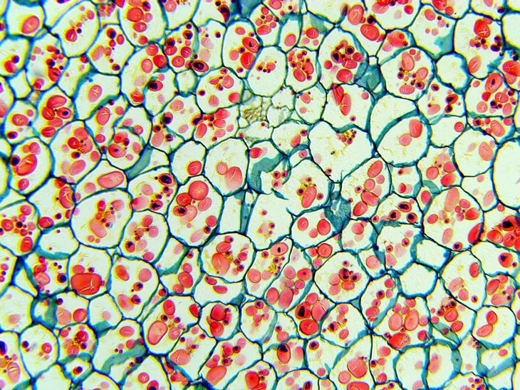 mikroskop-delta-optical-biolight-300-stan-nowy-maksymalne-powiekszenie-400-x