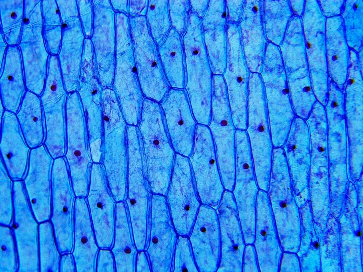 mikroskop-delta-optical-biolight-300-model-biolight-300-stan-nowy