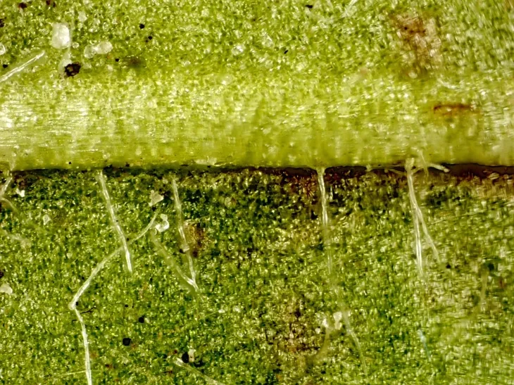 mikroskop-delta-optical-biolight-300-model-biolight-300-waga-z-opakowaniem-2-31-kg