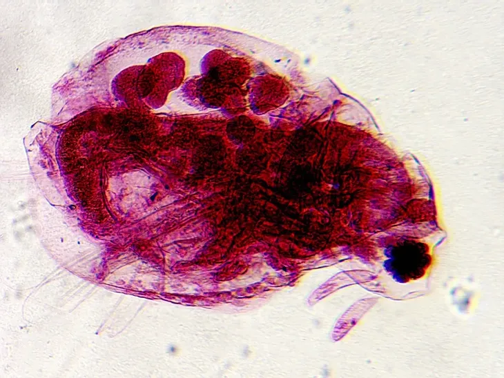 mikroskop-delta-optical-biolight-300-model-biolight-300-typ-mikroskopu-optyczny