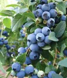 borowka-amerykanska-bluecrop-2l-30-50cm-wielkie-owoce