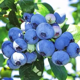 borowka-amerykanska-duke-2l-30-50cm-duza-sadzonka