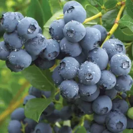 borowka-amerykanska-chandler-2l-30-50cm-wielkie-owoce