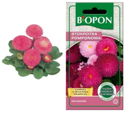 biopon-nasiona-stokrotka-pomponowa-01g-mix-kolor