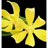 yodeyma-perfumy-rinascere-100ml