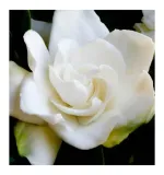 yodeyma-perfumy-power-woman-15ml