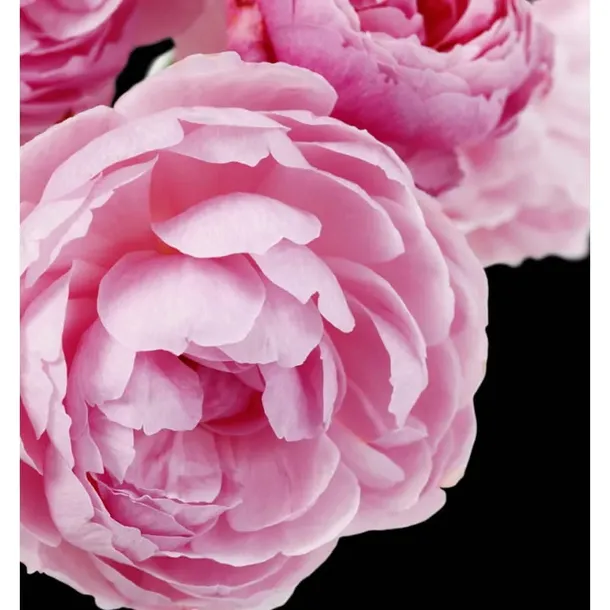 yodeyma-perfumy-adriana-rose-100ml