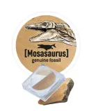 maly-paleontolog-brachiozaur-buki