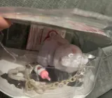 mis-coccolotti-polar-bear-interaktywny-marka-giochi-preziosi