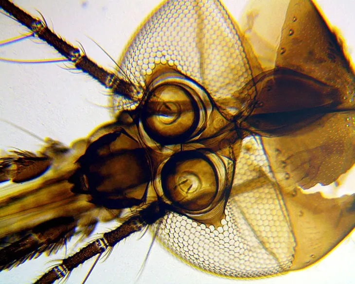 mikroskop-delta-optical-biolight-100-bialy-typ-mikroskopu-optyczny