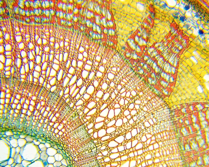 mikroskop-delta-optical-biolight-100-bialy-maksymalne-powiekszenie-400-x