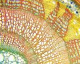 mikroskop-delta-optical-biolight-100-bialy-maksymalne-powiekszenie-400-x