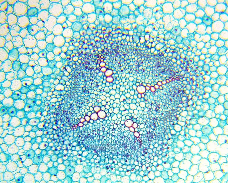 mikroskop-delta-optical-biolight-100-bialy-stan-nowy-model-biolight-100-bialy