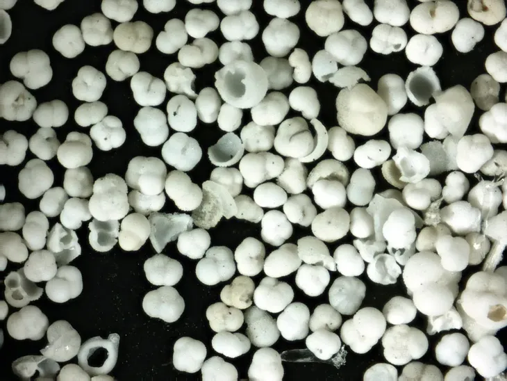 mikroskop-delta-optical-biolight-100-bialy-stan-nowy-kod-producenta-do-3210