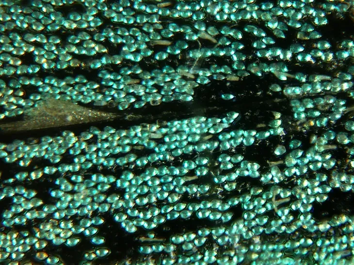 mikroskop-delta-optical-biolight-100-bialy-stan-nowy-typ-mikroskopu-optyczny