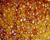 mikroskop-delta-optical-biolight-100-bialy-model-biolight-100-bialy-waga-z-opakowaniem-1-35-kg