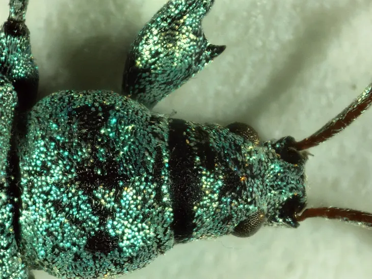 mikroskop-delta-optical-biolight-100-bialy-model-biolight-100-bialy-kod-producenta-do-3210