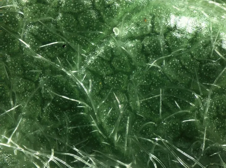 mikroskop-biolight-100-niebieski-maksymalne-powiekszenie-400-x