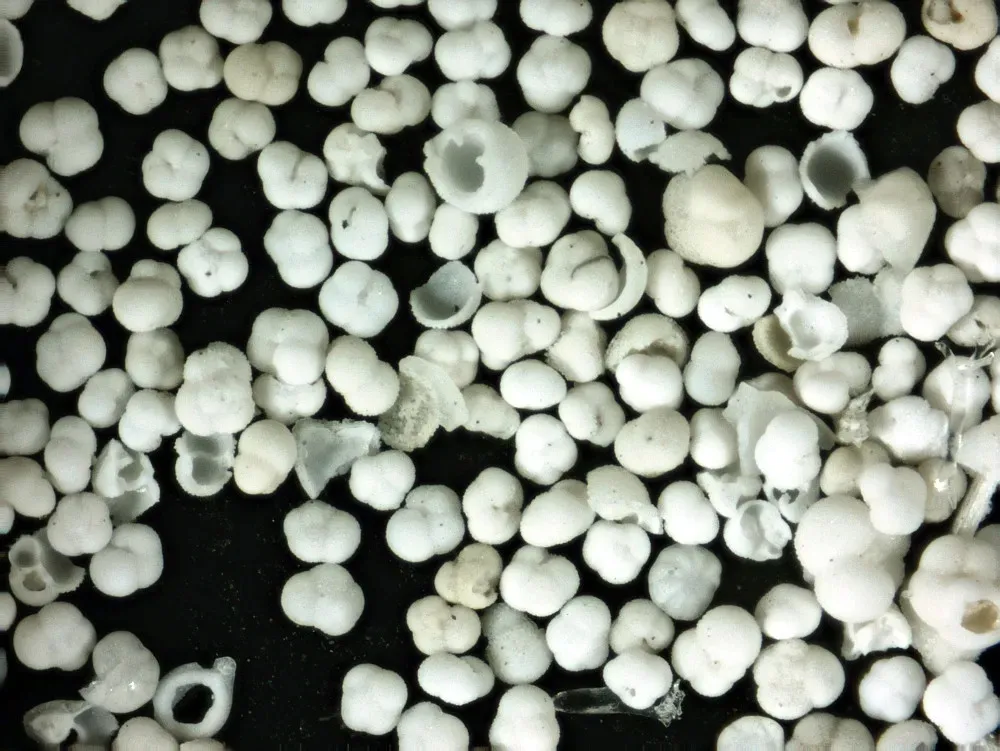 mikroskop-biolight-100-niebieski-stan-nowy