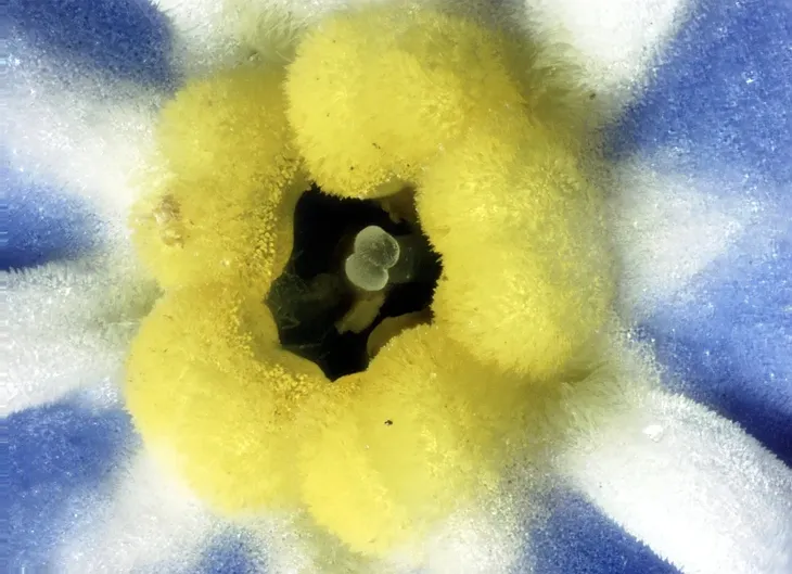 mikroskop-biolight-100-niebieski-stan-nowy-kod-producenta-do-3211