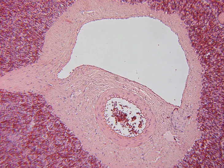 mikroskop-biolight-100-niebieski-stan-nowy-maksymalne-powiekszenie-400-x