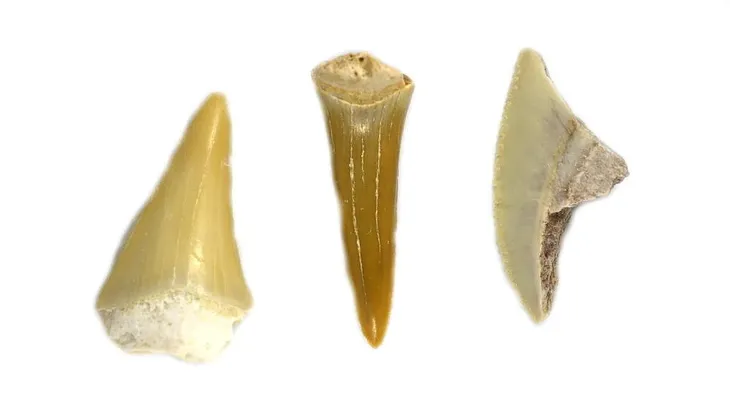 mikroskop-biolight-100-niebieski-model-biolight-100-niebieski-typ-mikroskopu-optyczny