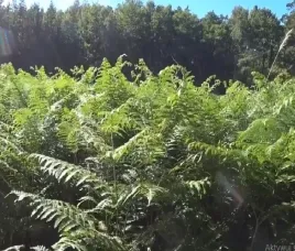 dlugosz-krolewski-imponujaca-paproc-do-ogrodu-osmunda-regalis