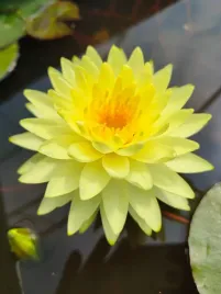 lilia-wodna-zolta-nymphaea-puttaraksa-mocny-kolor-nymphaea-grzybien