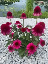 jezowka-purpurowa-delicious-candy-do-ogrodu-wielka-sadzonka