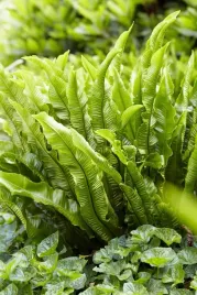 jezycznik-zwyczajny-paproc-do-ogrodu-i-wokol-oczka