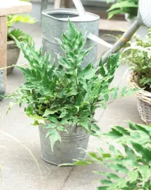 paprotnik-sierpowaty-paproc-do-ogrodu