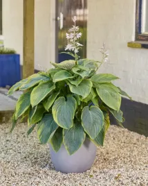 funkia-shadowland-wu-la-la-piekna-bylina-do-ogrodu