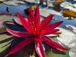 lilia-hidden-violet-wyjatkowa-do-oczka-i-stawu-nymphaea-grzybien