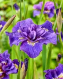 irys-syberyjski-double-standard-do-ogrodu