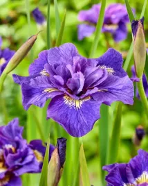 irys-syberyjski-double-standard-do-ogrodu