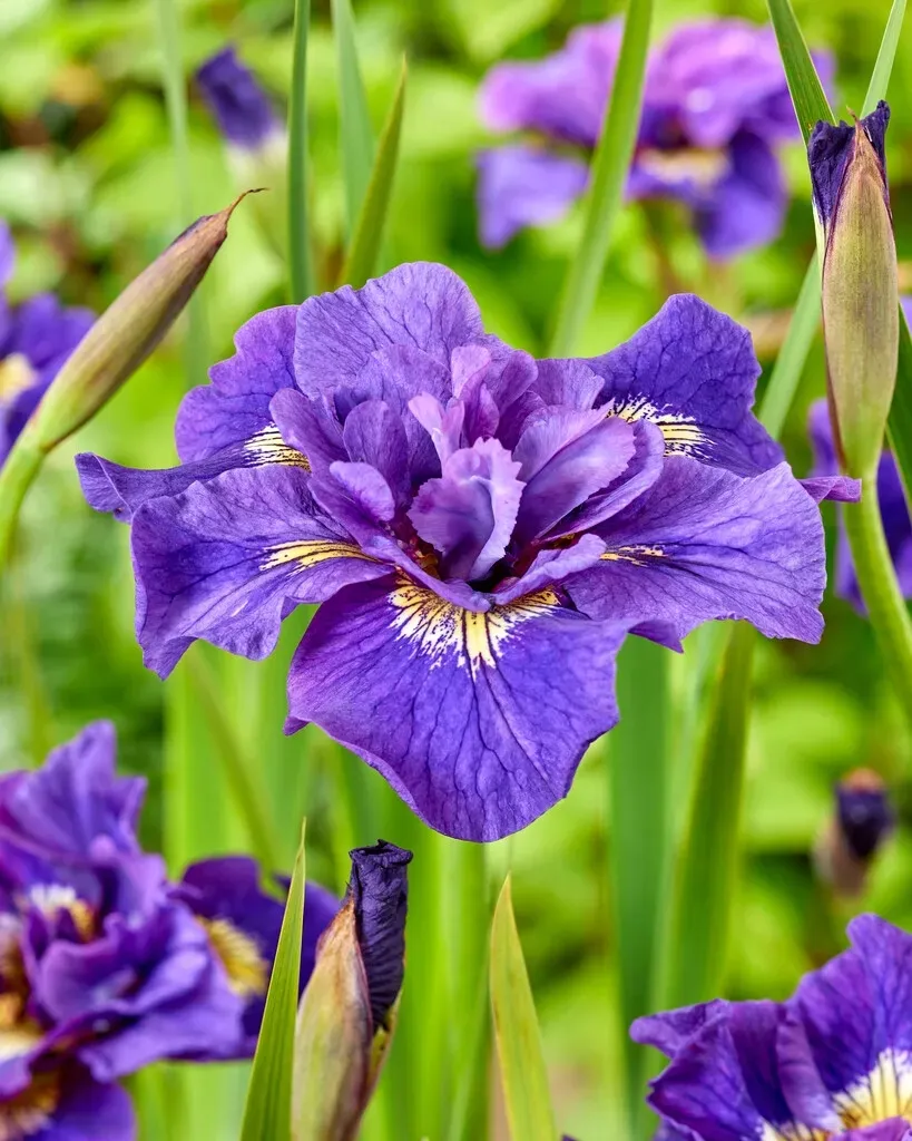 irys-syberyjski-double-standard-do-ogrodu-rodzaj-rosliny-inny