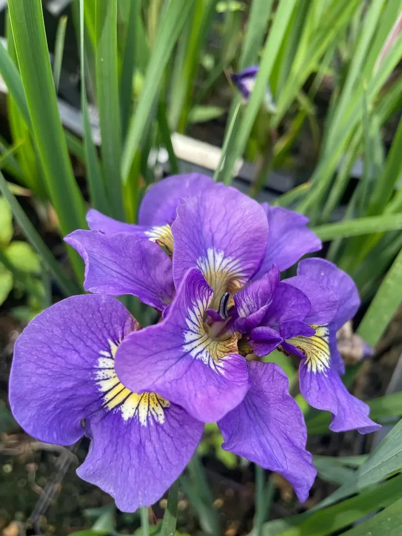 irys-syberyjski-double-standard-do-ogrodu