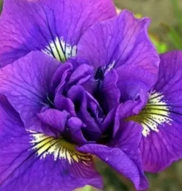 irys-syberyjski-double-standard-do-ogrodu