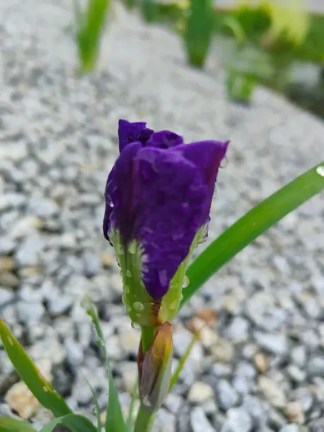 irys-syberyjski-double-standard-do-ogrodu-roslina-w-postaci-sadzonka-z-golym-korzeniem