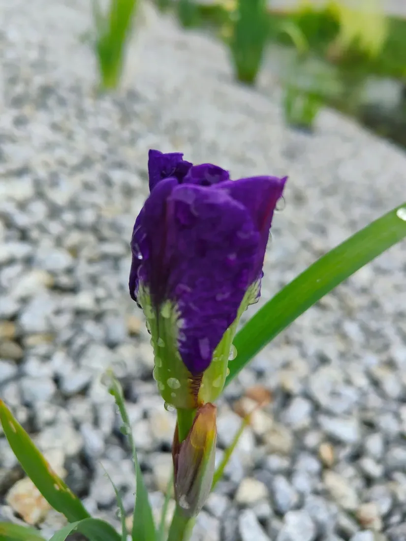 irys-syberyjski-double-standard-do-ogrodu-rodzaj-rosliny-inny