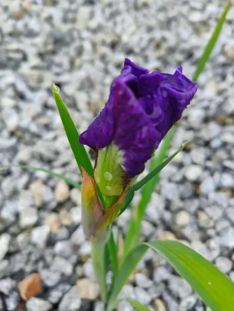 irys-syberyjski-double-standard-do-ogrodu-producent-perfekt-klik-sylwia-grzelak-wodne-rosliny