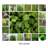 irys-syberyjski-double-standard-do-ogrodu-rodzaj-rosliny-inny-roslina-w-postaci-sadzonka-z-golym-korzeniem