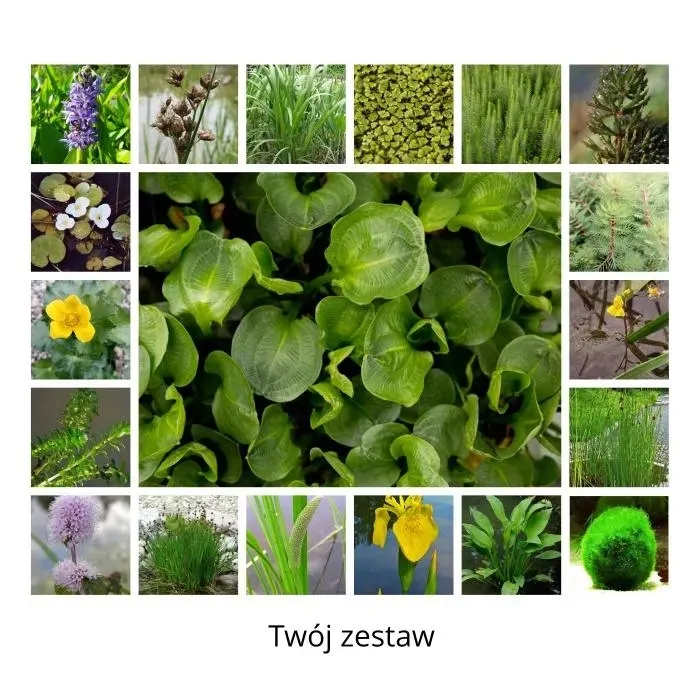 irys-syberyjski-double-standard-do-ogrodu