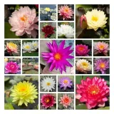 irys-syberyjski-double-standard-do-ogrodu-rodzaj-rosliny-inny-kod-producenta-wodne-rosliny-pl