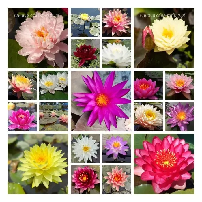 irys-syberyjski-double-standard-do-ogrodu-rodzaj-rosliny-inny