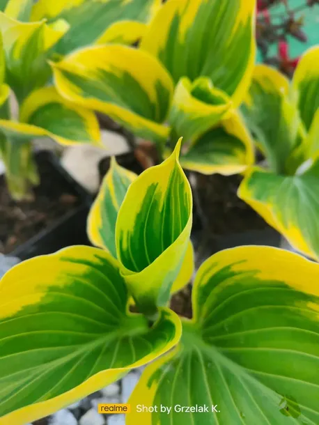 funkia-liberty-piekna-hosta-wolnosc-mega-kolor-kolor-kwiatow-roznobarwne-zolte-inny-kolor