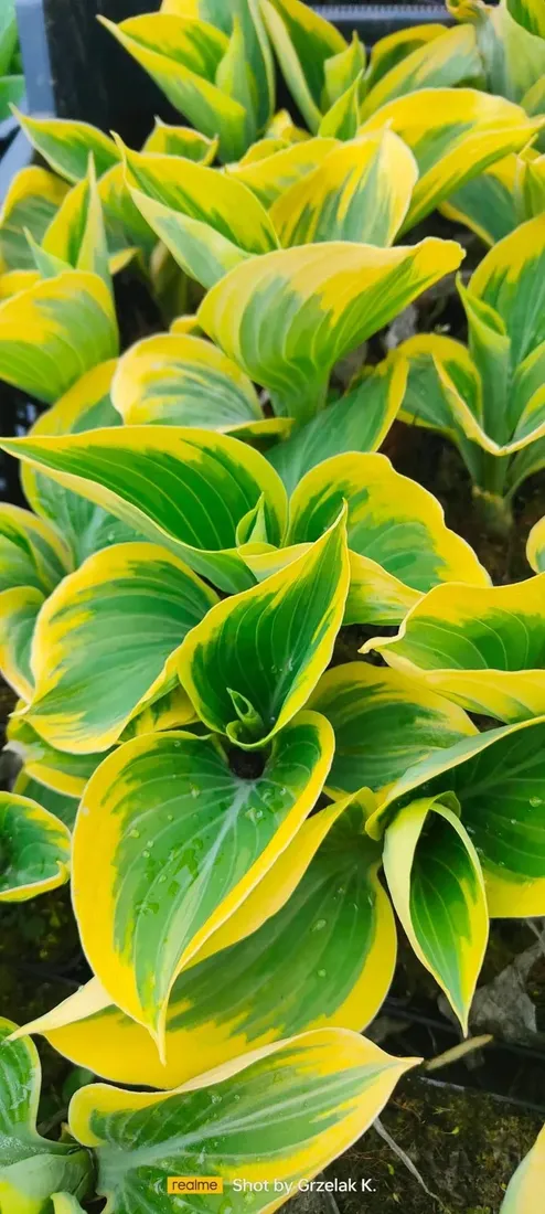 funkia-liberty-piekna-hosta-wolnosc-mega-kolor-rodzaj-rosliny-inny